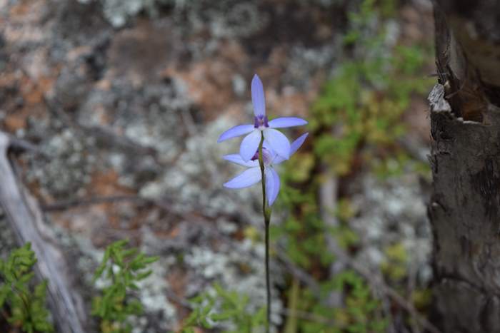 Cyanicula - Orchid-blue-fairy-Orchid-Ridge-Sep-2018p0002.JPG